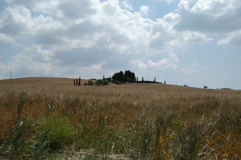 BIBBONA CAMPAGNA